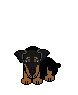 rottie.gif